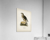 Goshawk Accipiter gentilis Acrylic Print