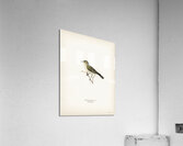 Tree warbler Hypolais hipolais Acrylic Print