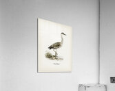 Gray heron Ardea cinerea Acrylic Print