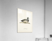 Greater Scaup Scaup female Nyroca marila Acrylic Print