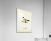 Little tern Sterna albifrons Acrylic Print