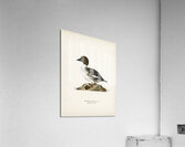 Goldeneye male Bucephala clangula Acrylic Print