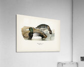 Greater Scaup Scaup Nyroca marila Acrylic Print