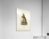 Bittern Botaurus stellaris Acrylic Print