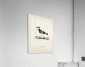 Little Ringed Plover Charadrius dubius Acrylic Print