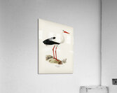 White stork ♀ Ciconia ciconia Acrylic Print