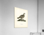 Hazel grouse Tetrastes Bonasia Acrylic Print