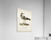 European Golden-Plover charadrius pluvialis apricarius Acrylic Print