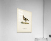 Great black-backed gull LARUS MARINUS Acrylic Print