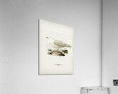 Glaucous gull ♂ Larus hyperboreus Acrylic Print