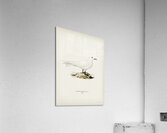 Ivory gull Pagophila eburnea Acrylic Print