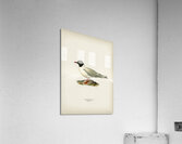 Little gull Larus minutus Acrylic Print