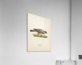 Little gull Larus minutus Acrylic Print