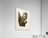 Little gull Larus minutus Acrylic Print