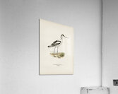 Pied avocet Recurvirostra avosetta Acrylic Print