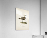 Grey plover Squatarola squatarola Acrylic Print