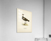 Nortnern lapwing vanellus vanellus Acrylic Print