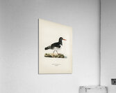 Eurasian oystercatcher ♀ Haematopus ostralegus Acrylic Print
