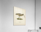 Eurasian curlew numenius arquatusf Acrylic Print