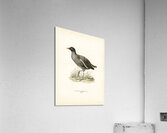 Common moorhen gallinula chloropus Acrylic Print