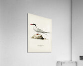 Arctic tern Sterna paradisaea Acrylic Print