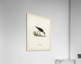 Little stint tringa minuta Acrylic Print