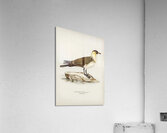 Pomarine jaeger Stercorarius pomarinus Acrylic Print