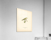 Wood Warbler Phylloscopus sibilatrix Acrylic Print
