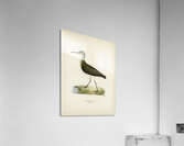 Green Sandpiper Totanus ochropus Acrylic Print