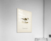 Kentish Plover charadrius alexandrinus ♂ Acrylic Print