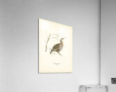 Black grouse Lyrurus tetrix Acrylic Print