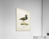 Ruff Pavoncella pugnaxr Acrylic Print