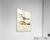 Common gull Larus canus Acrylic Print