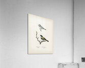 Coal Tit Parus Ater and Marsh Tit Parus Palustris Acrylic Print