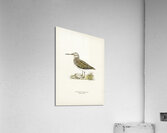 Jack snipe Lymnocryptes minimus Acrylic Print