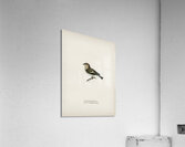 Pied Flycatcher Muscicapa atricapilla Acrylic Print