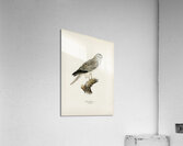 Hen Harrier male Circus cyaneus Acrylic Print