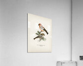 Two-barred crossbill Loxia leucoptera bifasciata Acrylic Print