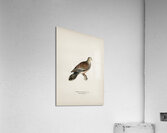 Oriental turtle dove ♀ Streptopelia orientalis Acrylic Print