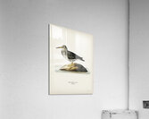 Purple Sandpiper tringa maritima Acrylic Print
