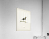 Temminck&39s Stint tringa temminckii Acrylic Print