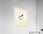 Temminck&39s Stint tringa temminckii Acrylic Print