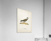 European roller CORACIAS GARRULUS Acrylic Print