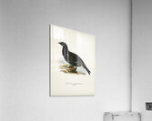 Hybrid between black grouse and western capercaillie Lyrurus tetrix ♂ x Tetrao urogallus ♀ Acrylic Print