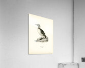 Uria troille Acrylic Print