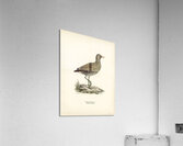 Water rail Rallus Aquaticus Acrylic Print