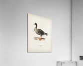 Anser erythropus ♂ Acrylic Print