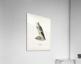 Montagu&39s Harrier male Circus pygargus Acrylic Print