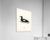 Black guillemot Uria Grylle Acrylic Print
