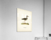 Common redshank Totanus totanus Acrylic Print